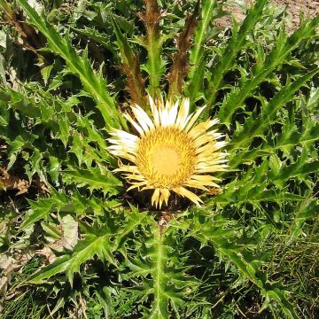 Carlina acanthifolia - Camaleón