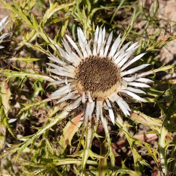 Carlina acaulis subsp. simplex Bronze