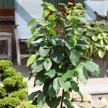 Carpe Fastigiata Monument - Carpinus betulus