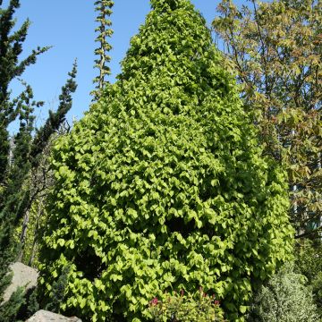 Carpe Globus - Carpinus betulus