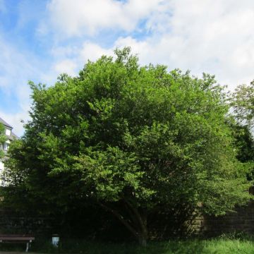 Carpe Quercifolia - Carpinus betulus