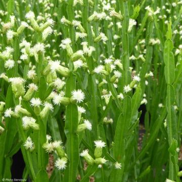 Baccharis genistelloides - Carqueja