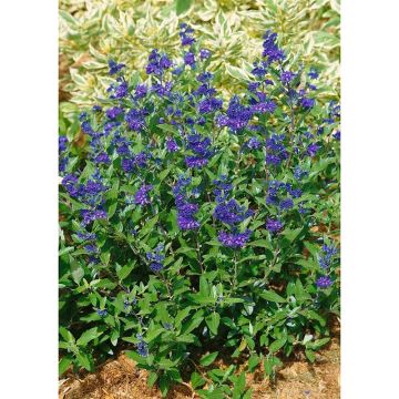 Caryopteris clandonensis First Choice