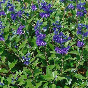 Caryopteris clandonensis First Choice