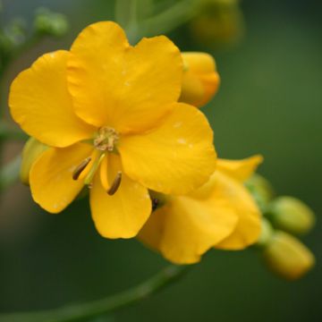 Cassia floribunda - Casia