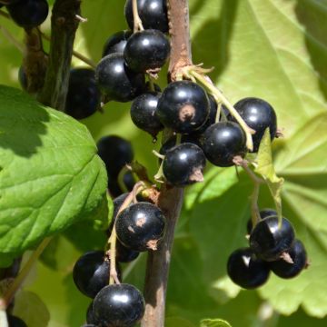 Grosella negra Perles d'Auvergne