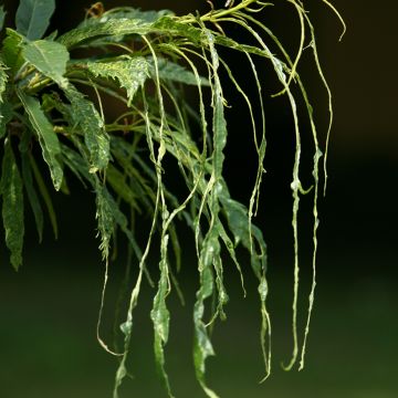 Castanea sativa Aspleniifolia