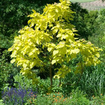 Catalpa bignonioides Aurea