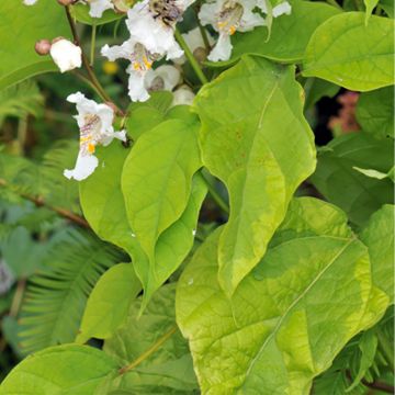 Catalpa bignonioides Variegata