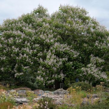 Catalpa erubescens Purpurea