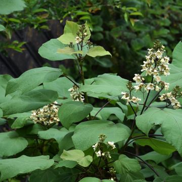 Catalpa ovata Slender Silhoutte