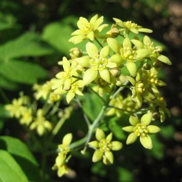 Caulophyllum thalictroides