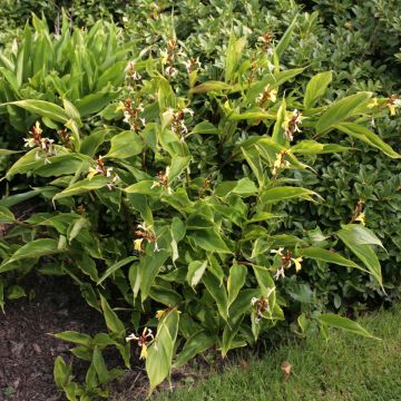 Cautleya gracilis - Jengibre amarillo