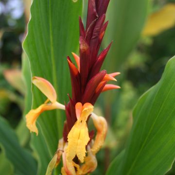 Cautleya spicata - Jengibre Mariposa