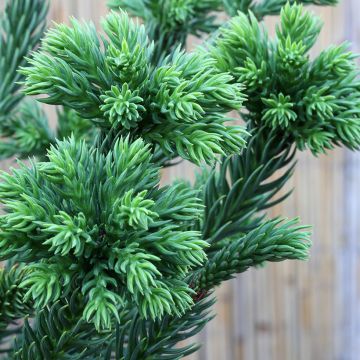 Sugi Dinger - Cryptomeria japonica