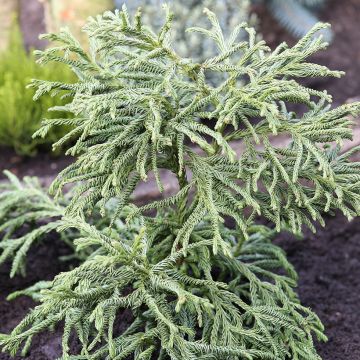 Sugi Spiralis - Cryptomeria japonica