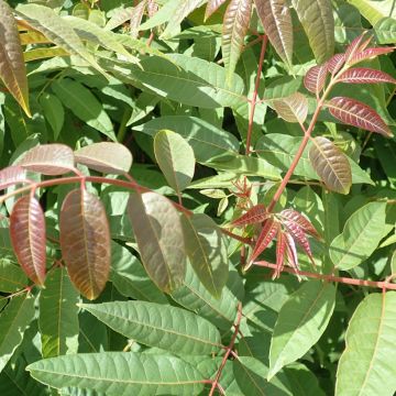 Toona sinensis - Caoba china