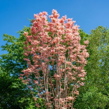 Toona sinensis Flamingo - Caoba china