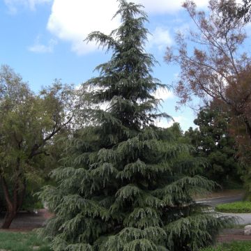 Cedro del Himalaya - Cedrus deodara Feeling Blue - Cedro del Himalaya