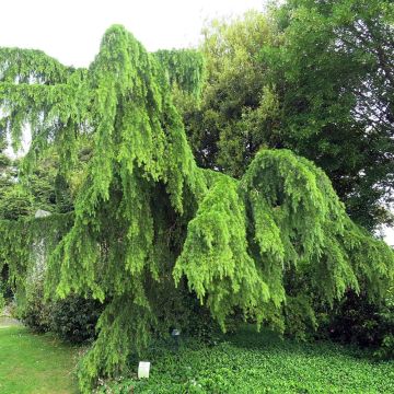 Cedro del Himalaya - Cedrus deodara Pendula