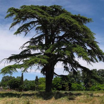 Cedro de Líbano - Cedrus libani