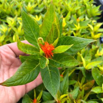 Celosia argentea var. plumosa Kelos Fire Orange