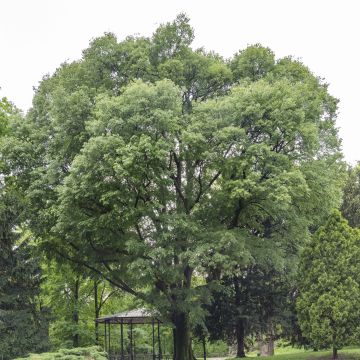 Celtis australis - Almez