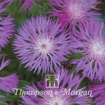 Centaurea dealbata (semillas) - Centaurea