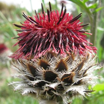 Centaurea atropurpurea