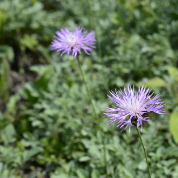 Centaurea bella