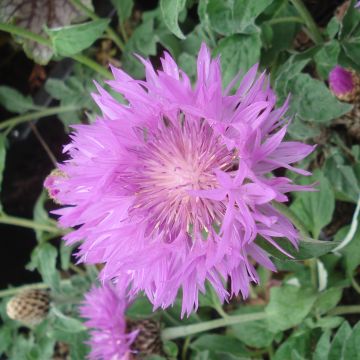 Centaurea hypoleuca John Coutts - Aciano