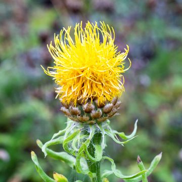 Centaurea macrocephala - Abre puños