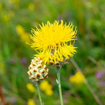 Centaurea orientalis - Abre puños