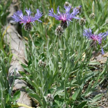 Centaurea triumfettii ssp. stricta - Aciano