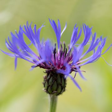 Centaurea triumfettii ssp. cana - Aciano