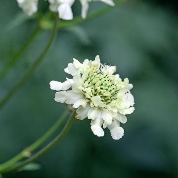 Cephalaria alpina - Cefalaria amarilla