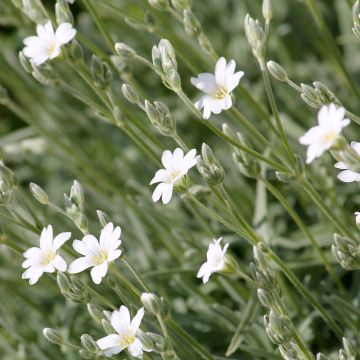 Cerastium biebersteinii - Cerastio