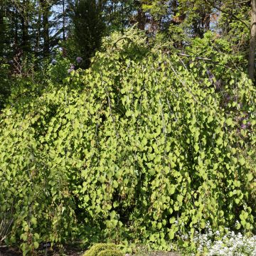 Cercidiphyllum japonicum Amazing Grace - Arbre à caramel pleureur