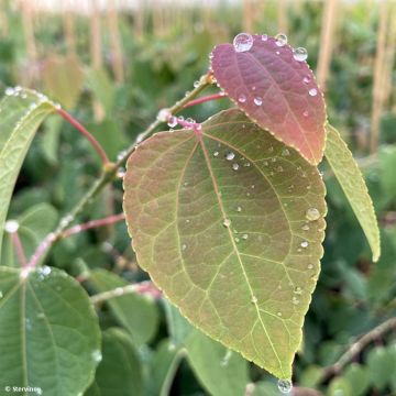 Cercidiphyllum japonicum Glowball - Katsura