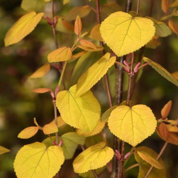 Cercidiphyllum japonicum Râ - Katsura