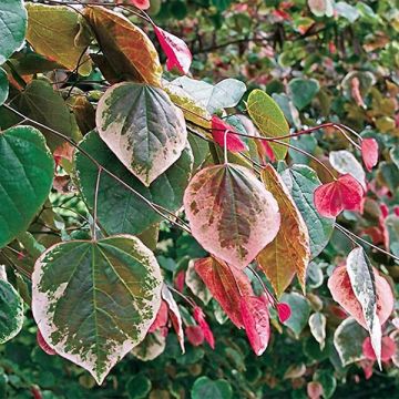 Redbud del este Carolina Sweetheart - Cercis canadensis