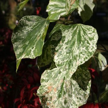 Redbud del este Alley Cat - Cercis canadensis