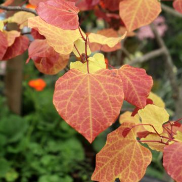 Redbud del este Eternal Flame - Cercis canadensis