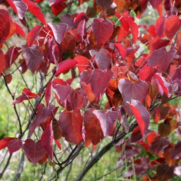 Redbud del este Forest Pansy - Cercis canadensis