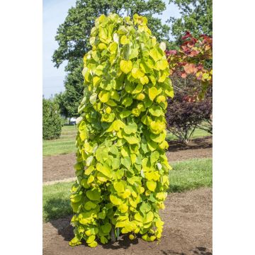 Redbud del este Golden Falls - Cercis canadensis