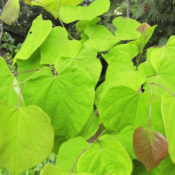 Redbud del este Melon Beauty - Cercis canadensis