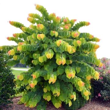 Redbud del este The Rising Sun - Cercis canadensis