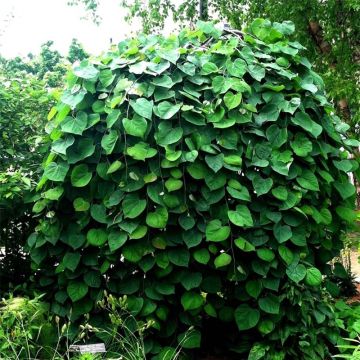 Redbud del este Vanilla Twist - Cercis canadensis