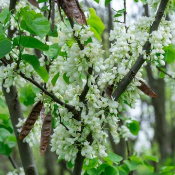 Cercis chinensis Shirobana - Árbol del amor