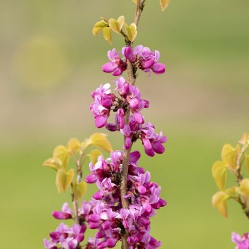 Árbol del amor - Cercis siliquastrum